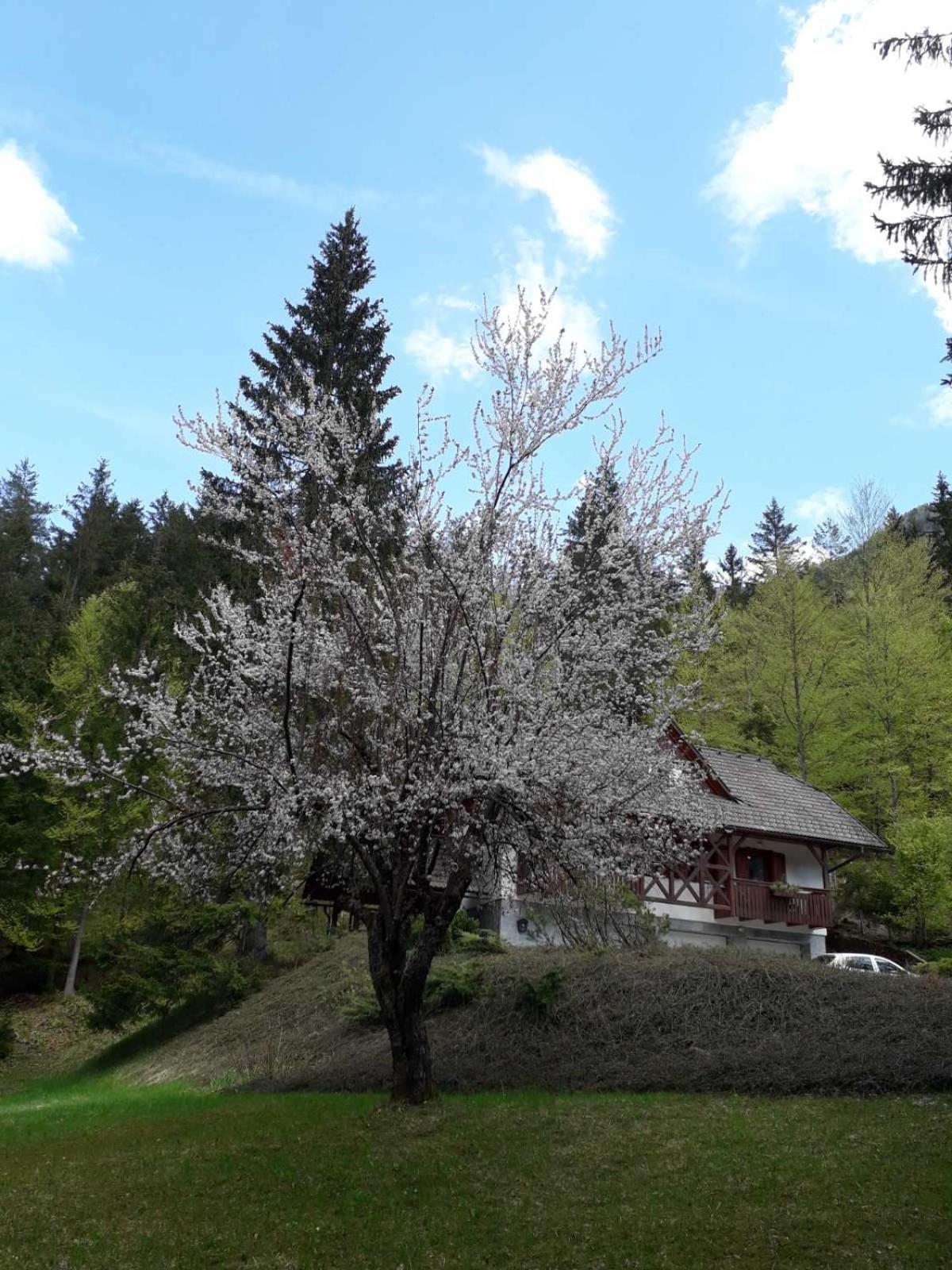 Apartma Gaja Kranjska Gora Exterior photo